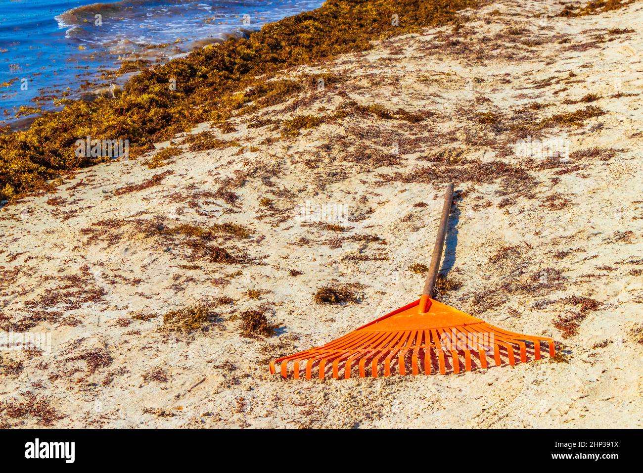 Jardin de la fourche Broom de la feuille de roke et beaucoup d'algues rouges très dégoûtantes sargazo à la plage tropicale mexicaine à Playa del Carmen Mexique. Banque D'Images