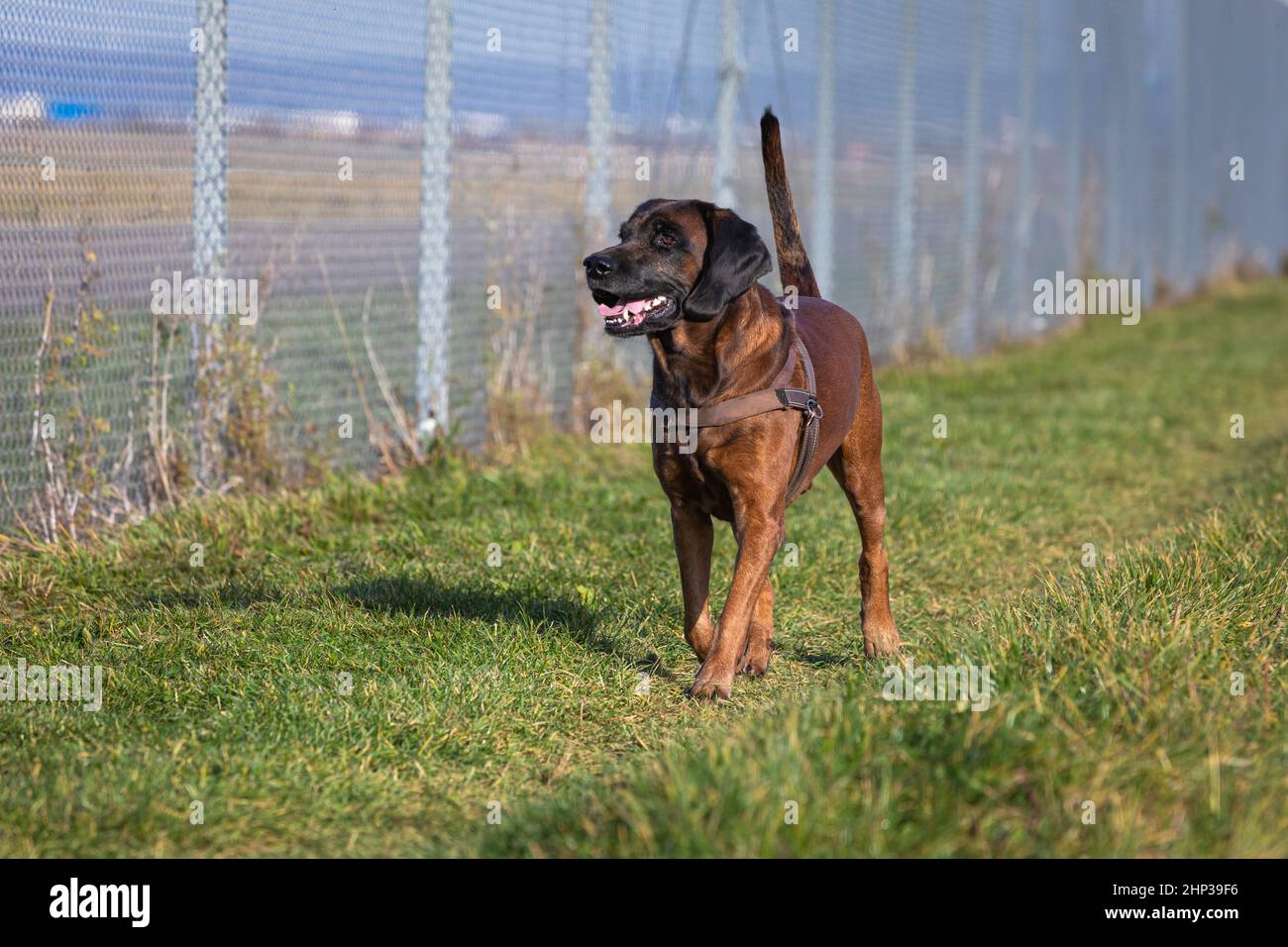 le chien de montagne bavarois marche le long d'une clôture et regarde soigneusement Banque D'Images