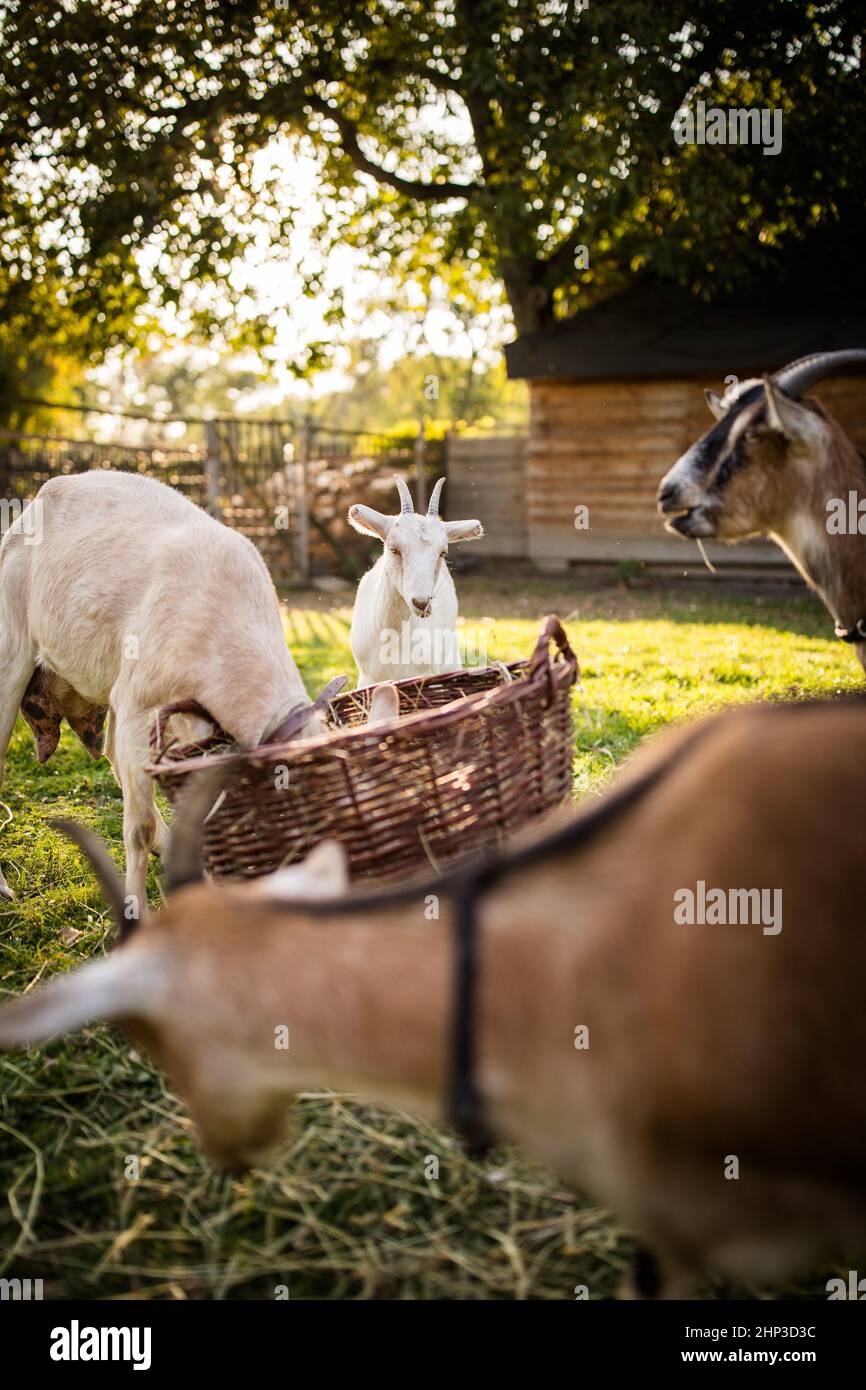 Les chèvres mignons sur une ferme biologique, à l'air heureux, paître à l'extérieur - l'élevage respectueux des animaux Banque D'Images