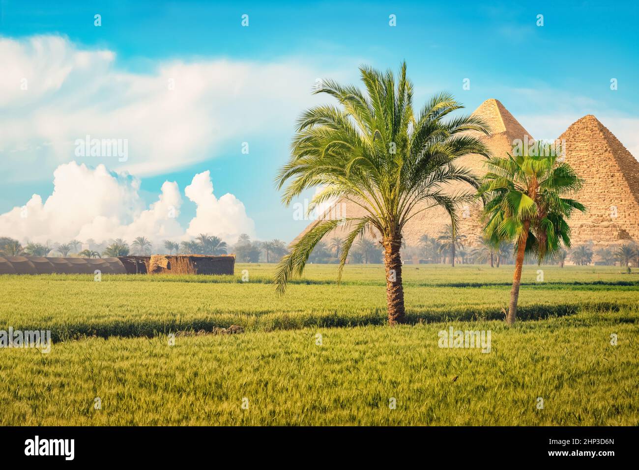 Pyramides égyptiennes dans le champ vert le matin brumeux Banque D'Images