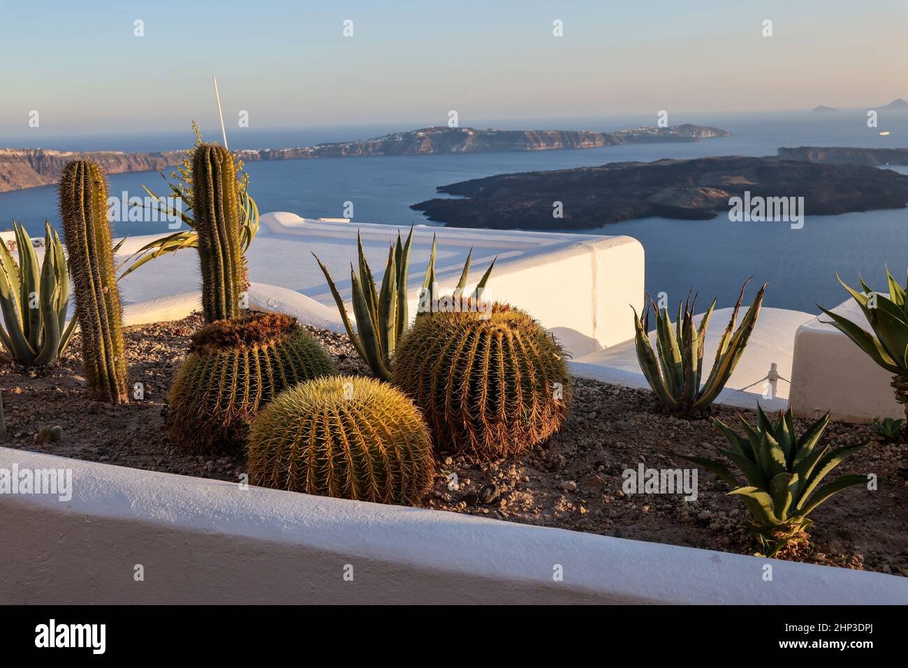 Gros plan de cactus et d'aloès qui poussent dans un lit de fleurs à Santorin.Caldera en arrière-plan. Banque D'Images