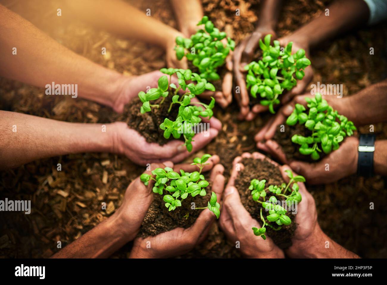 Protéger nos précieuses ressources. Plan de culture d'un groupe de personnes tenant des plantes poussant hors du sol. Banque D'Images