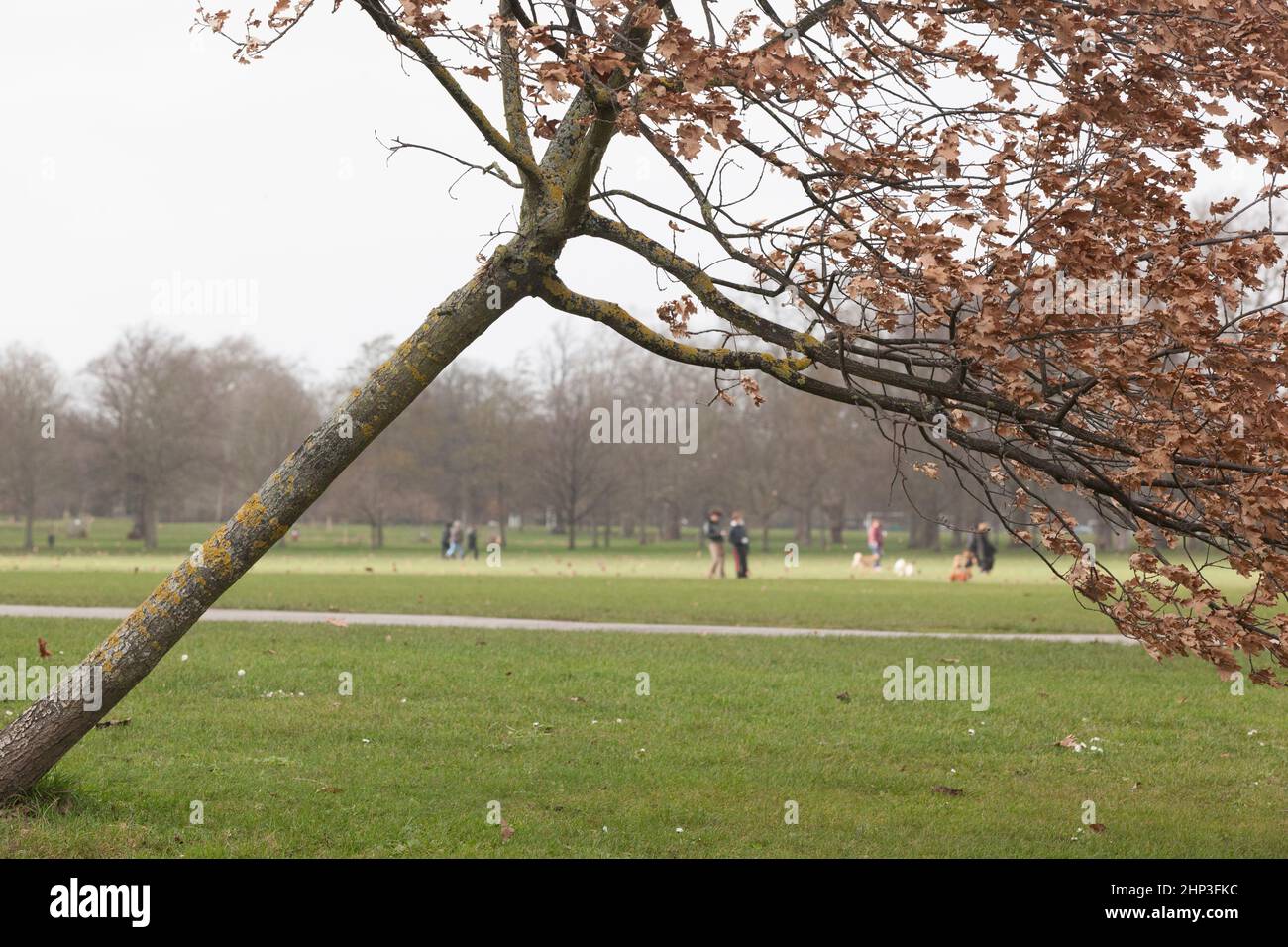 Londres, Royaume-Uni. 18 février 2022 : Londres a été ajoutée à la Red Alert par le bureau met, car Storm Eunice traverse le pays. Sur Clapham commun très peu de personnes sont dehors et beaucoup de petites branches sont en bas des arbres, et quelques arbres en bas entièrement ou inclinaison alarmant. Les oiseaux chassent avec leur tête dans le vent et la foire à mi-parcours est fermée, avec sa clôture partiellement renversée. Anna Watson/Alay Live News Banque D'Images