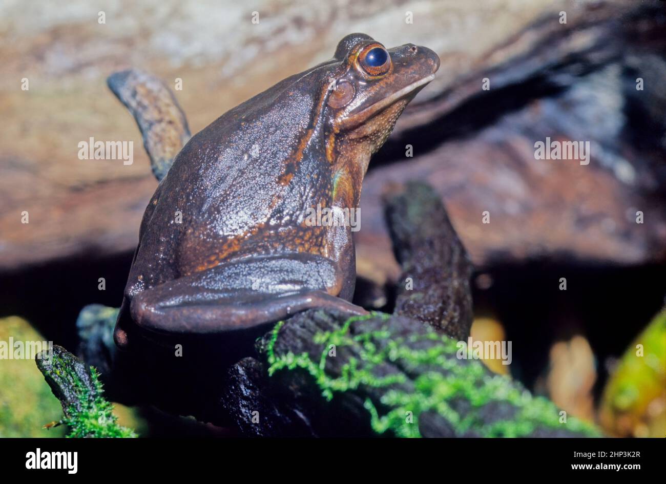 La grenouille cloche verte et dorée (Ranoidea aurea), également appelée grenouille cloche verte, grenouille marécageuse verte et dorée et grenouille verte, est un arbre vivant au sol Banque D'Images