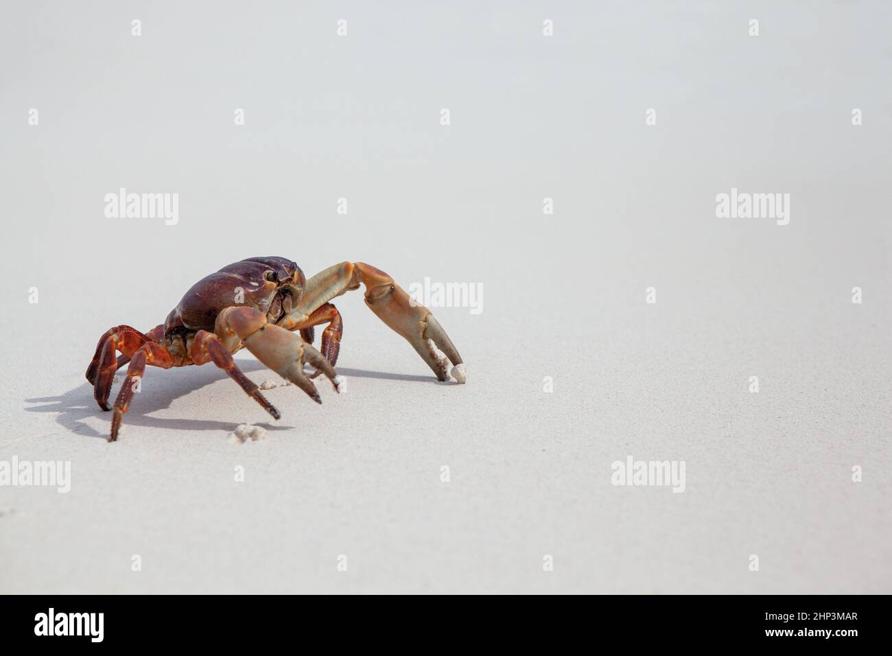 Jambe poilue du crabe de montagne sur la plage de l'île similan Banque D'Images