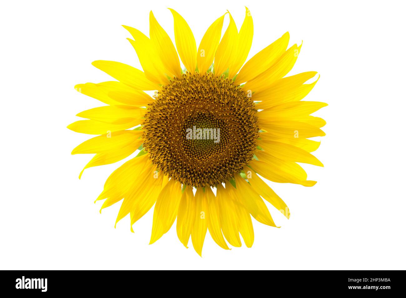 Tournesol jaune isoler sur fond blanc avec un masque Banque D'Images