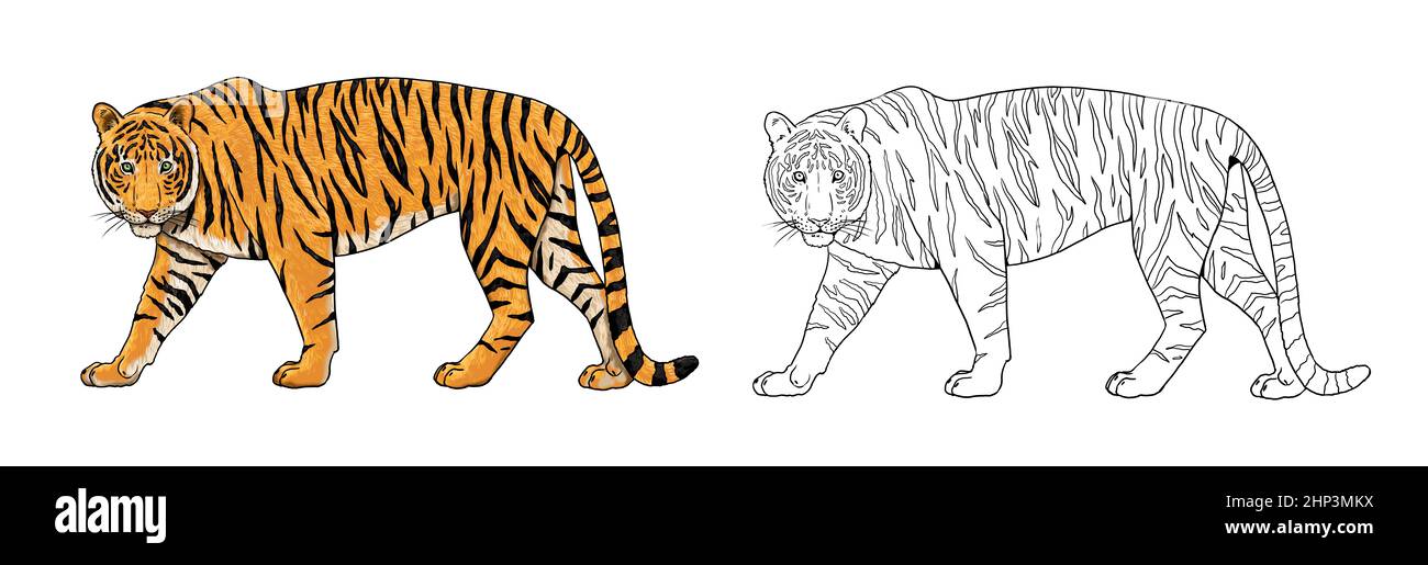Dessin TIGER. Modèle numérique pour colorier avec les gros chats. Banque D'Images