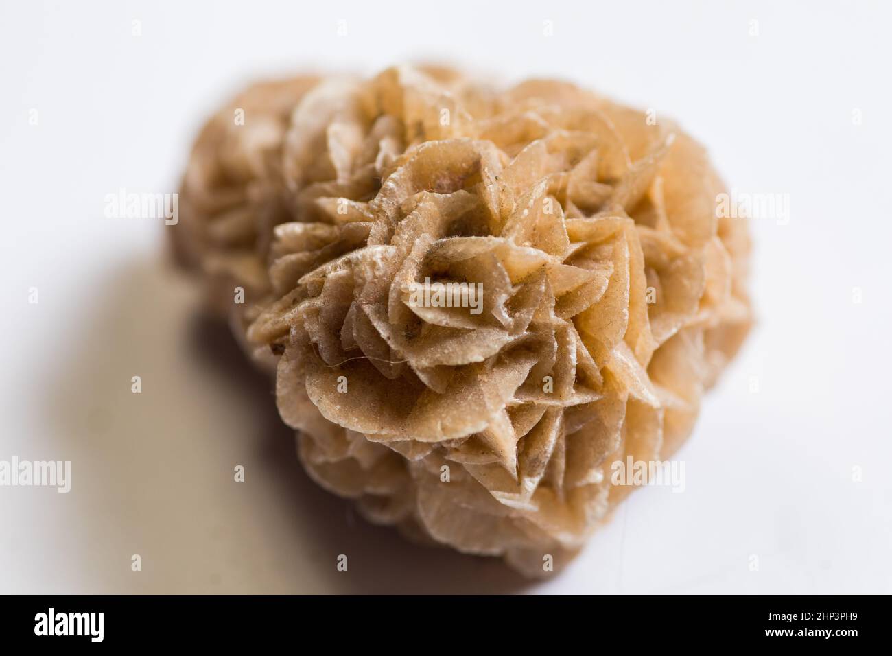 Photo détaillée du groupe de pierres minérales naturelles Desert Rose. Banque D'Images