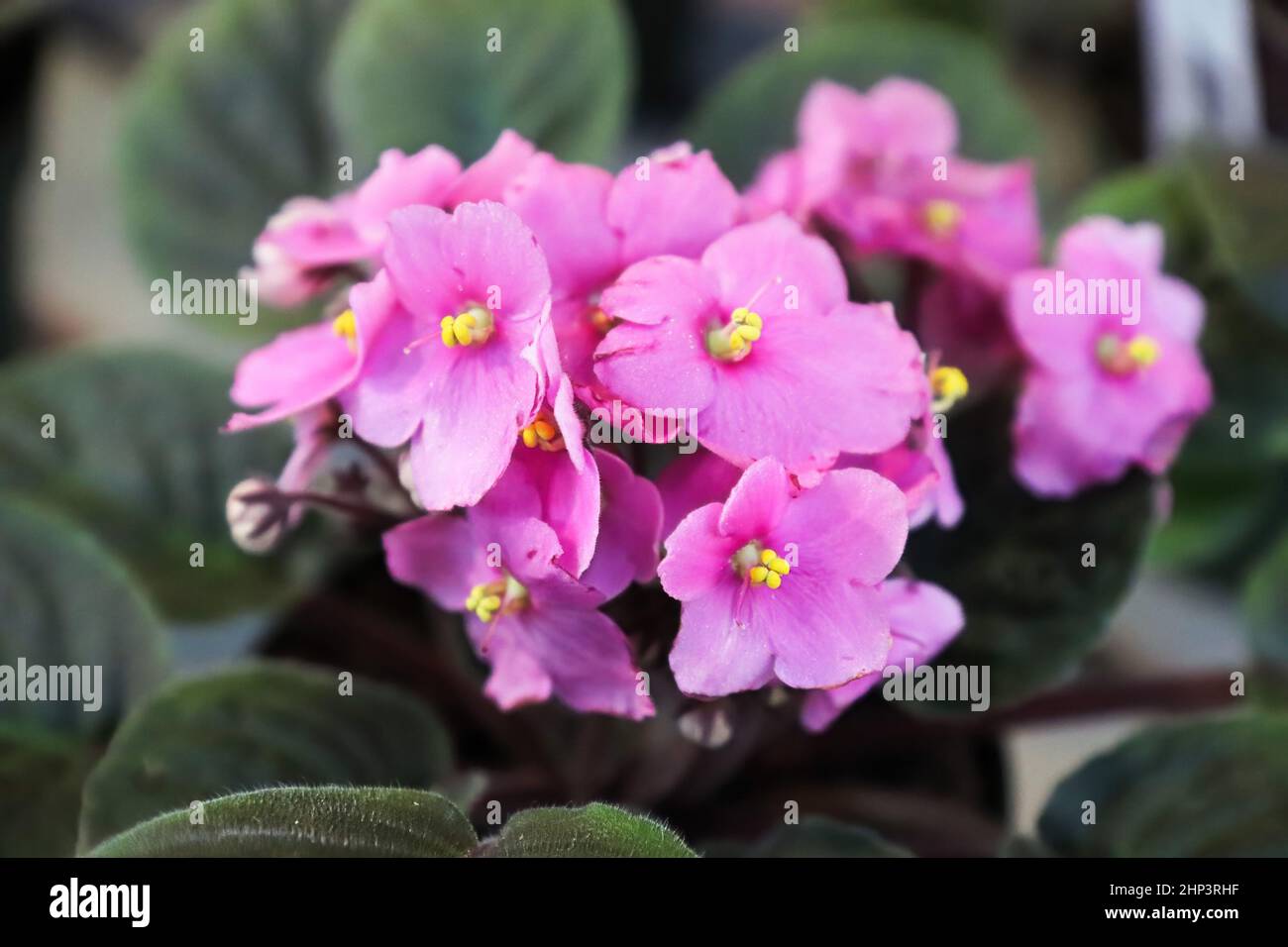 Gros plan de fleurs de violet africain rose en fleur. Banque D'Images