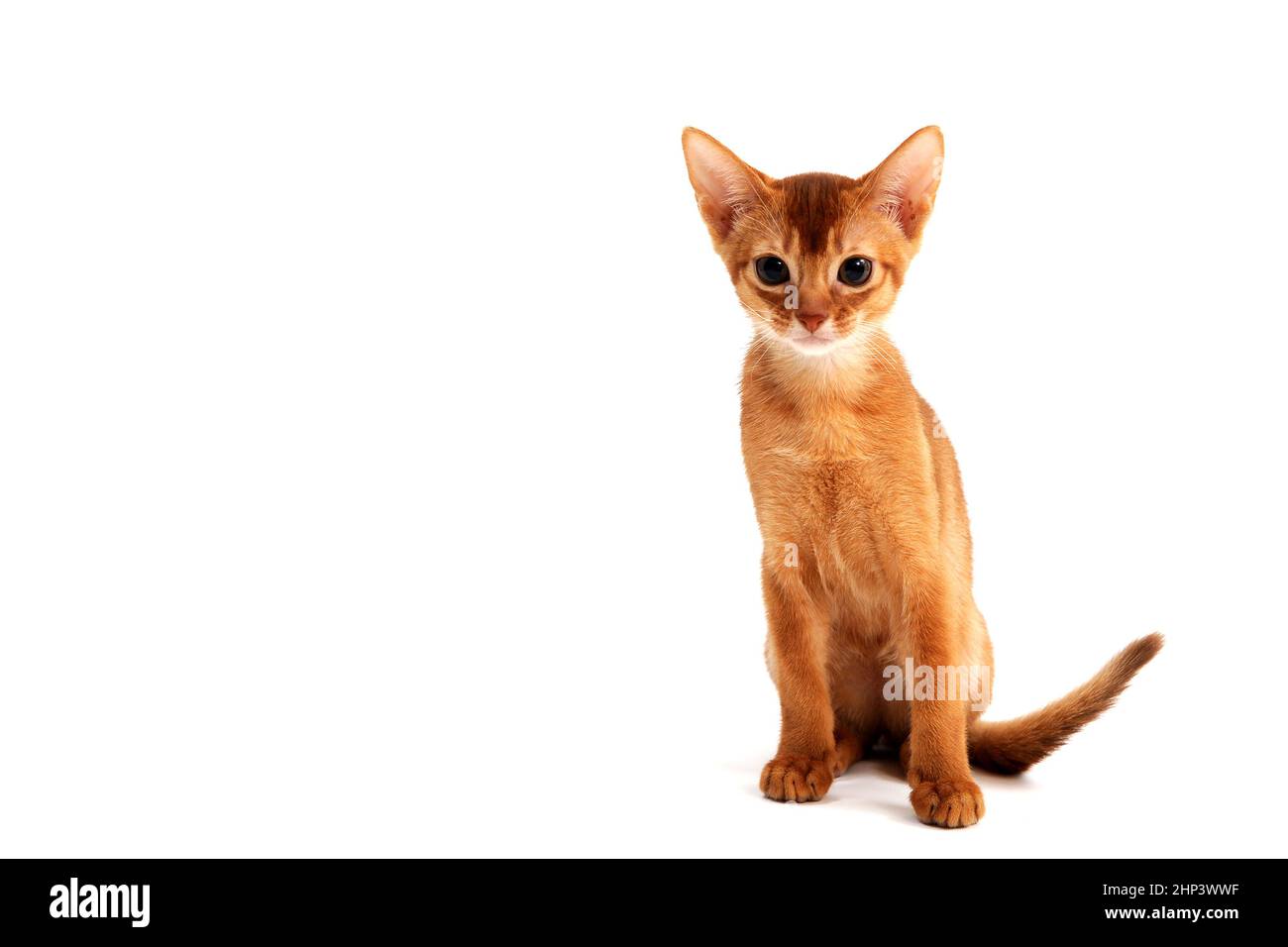 Le chat de gingembre Abyssinian est assis sur un fond blanc. Photo de haute qualité Banque D'Images