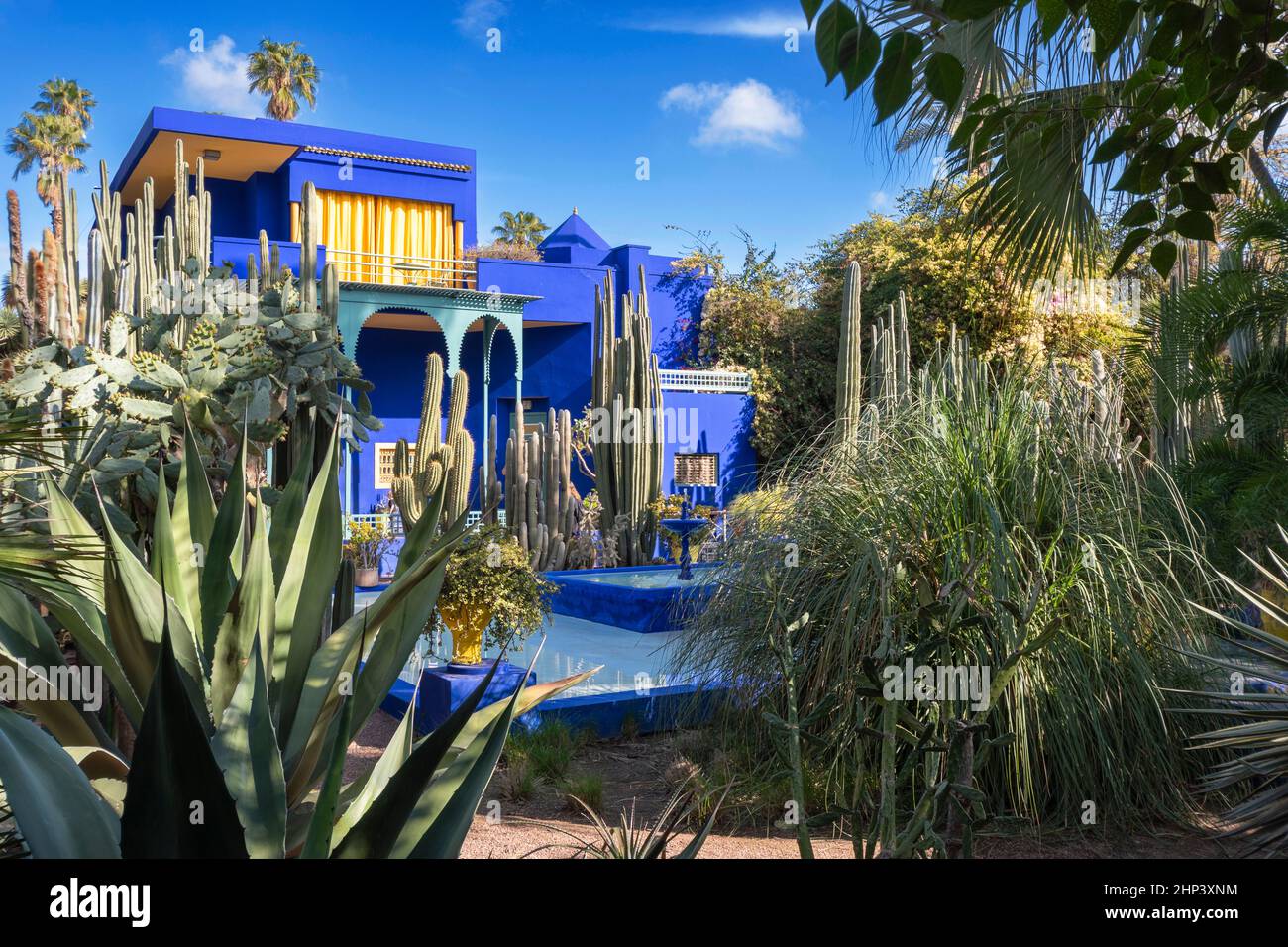 MAROC MARRAKECH LA MAISON MAJORELLE GARDEN حديقة ماجوريل AVEC DES MURS BLEU COBALT RIDEAUX JAUNES ET UNE VARIÉTÉ DE GRANDS CACTUS Banque D'Images