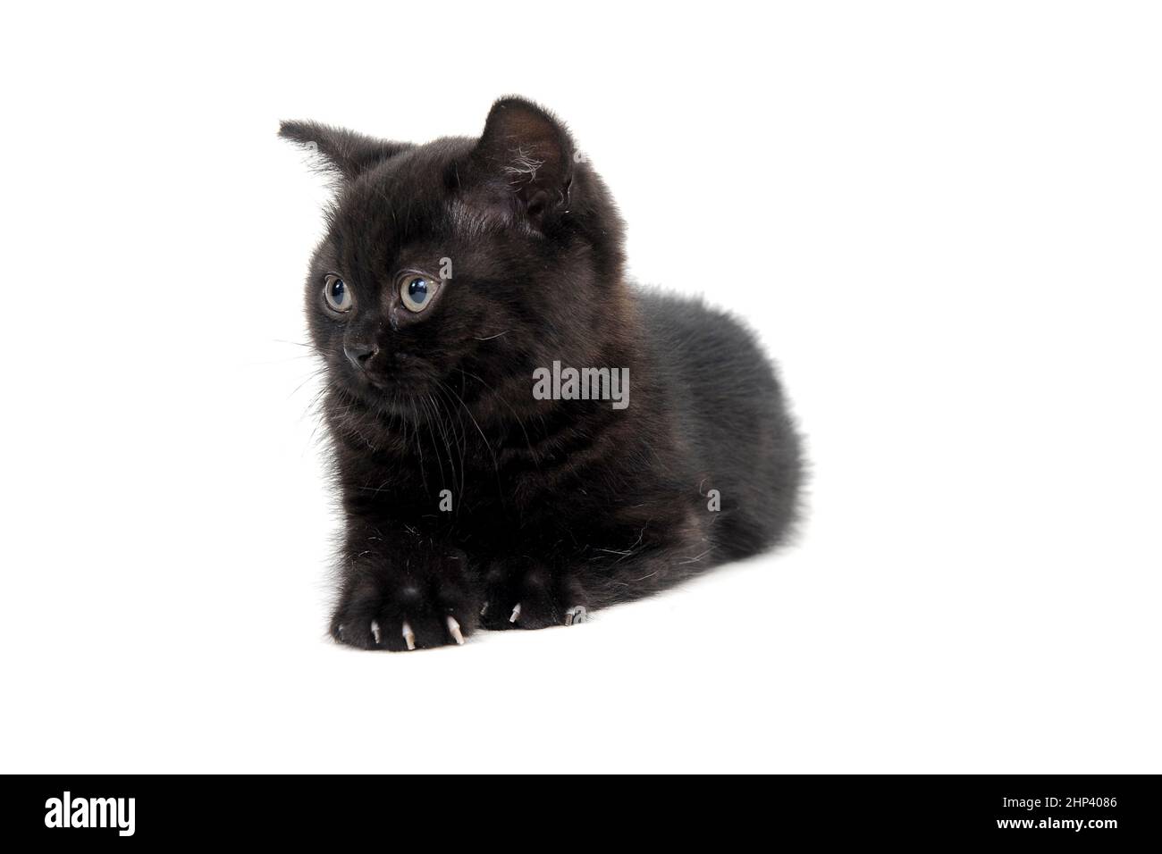 le chaton noir, doux et roux, se trouve sur un fond isolé. Photo de haute qualité Banque D'Images