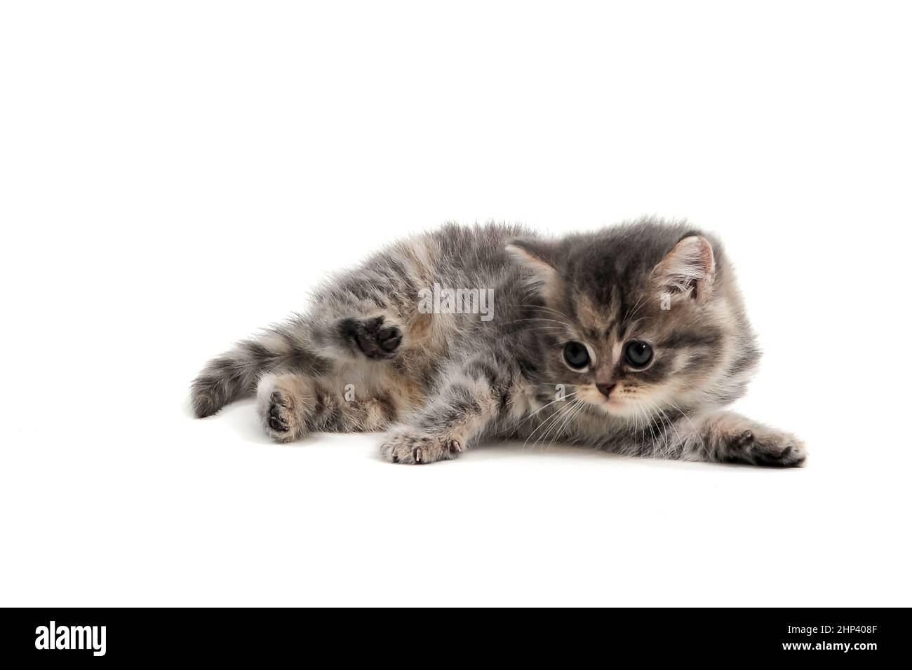 Un chaton de race grise repose sur un fond blanc. Photo de haute qualité Banque D'Images