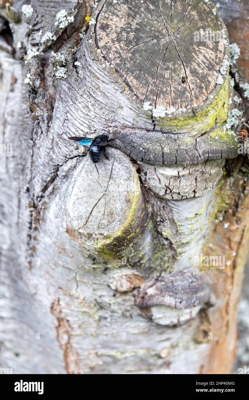Une merveilleuse abeille en bois bleu travaille sur le tronc d'un vieux arbre. Banque D'Images