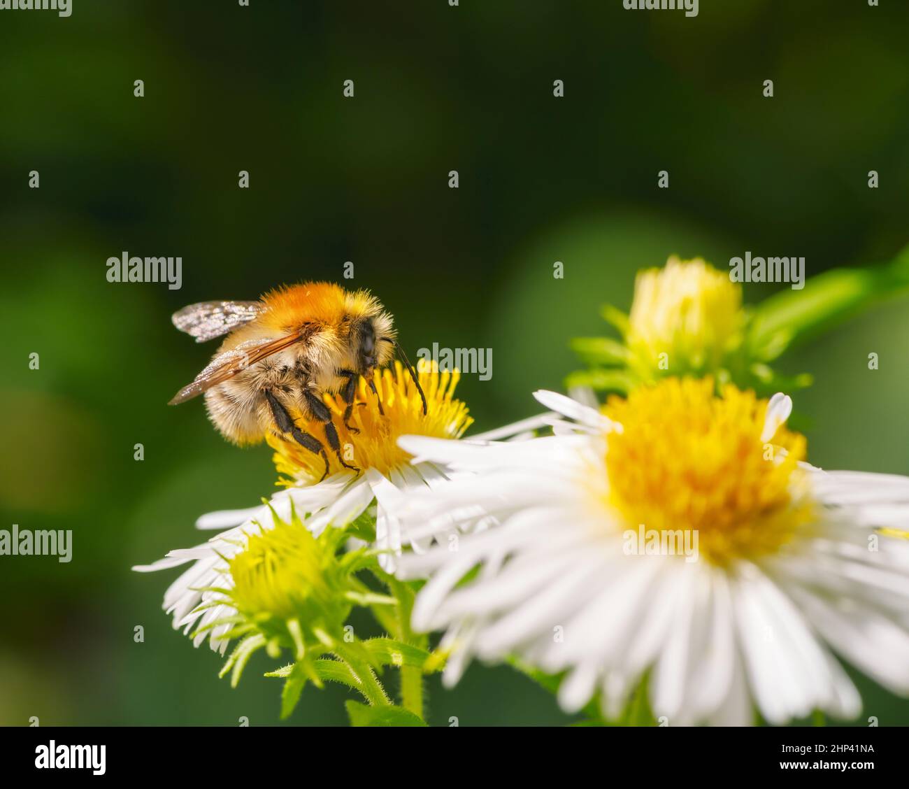 Macro d'une abeille commune de carder pollinisant sur une fleur d'aster Banque D'Images