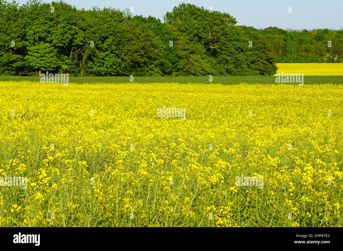 Champ de colza dans le département de Seine et Marne en France Banque D'Images