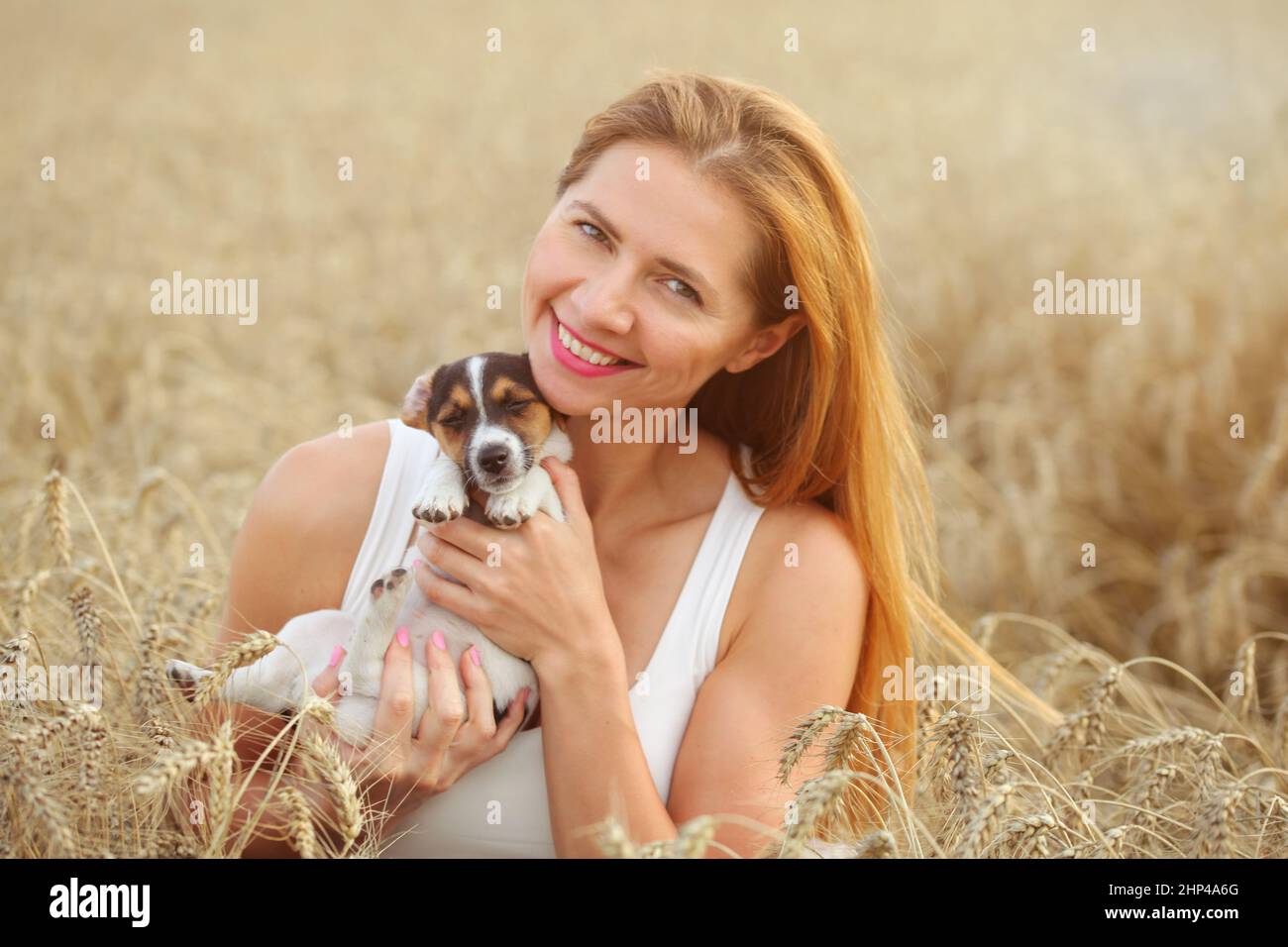 Jack russell terrier sitting holding Banque de photographies et d'images à  haute résolution - Alamy