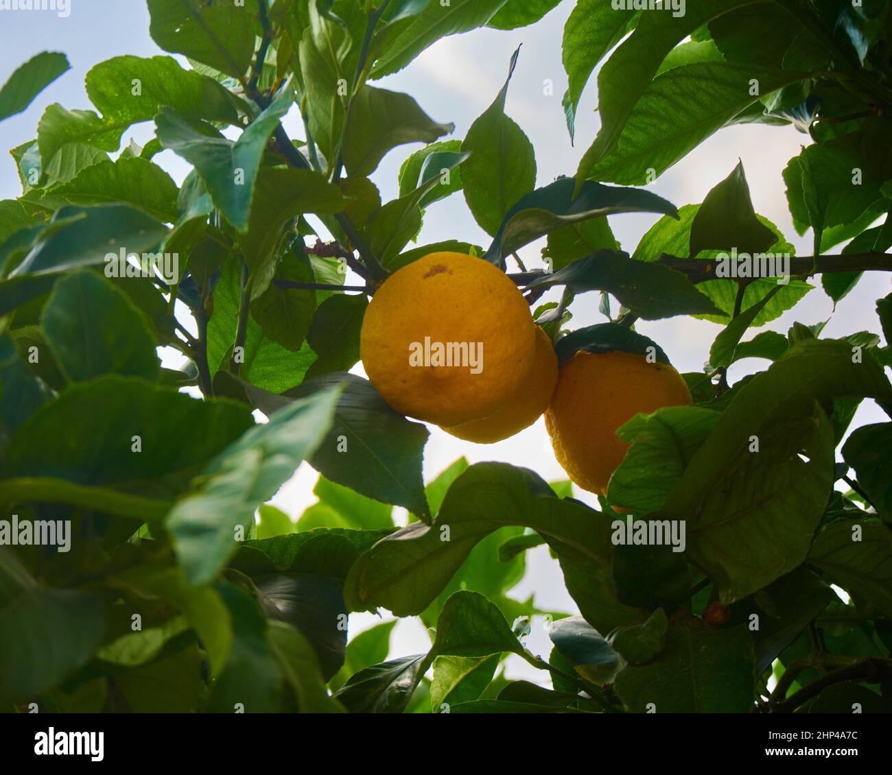 Oranges mûres accrochées entre les feuilles de l'arbre orange Banque D'Images