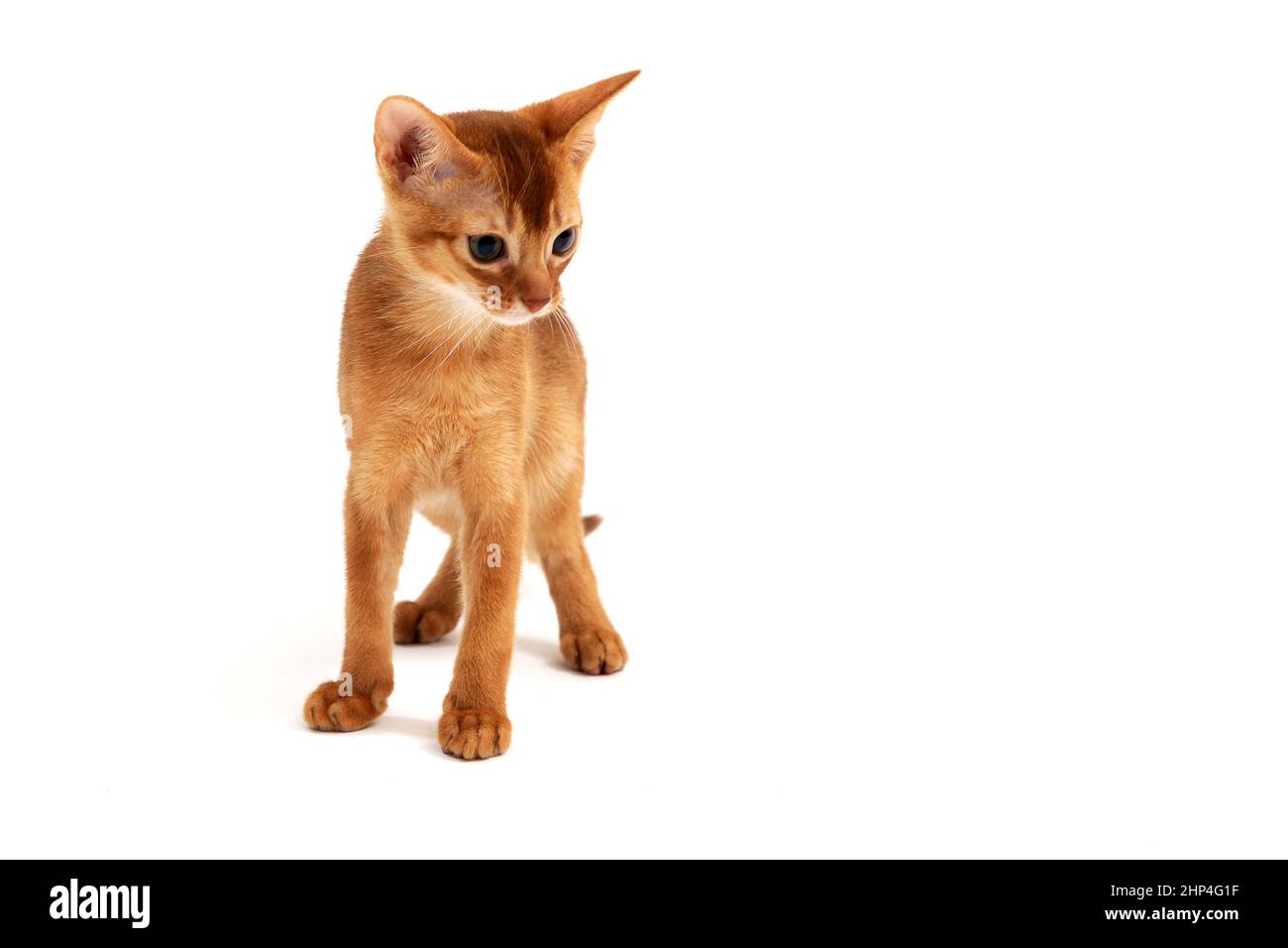 Le chat rouge Abyssinien se tient sur un fond blanc. Photo de haute qualité Banque D'Images