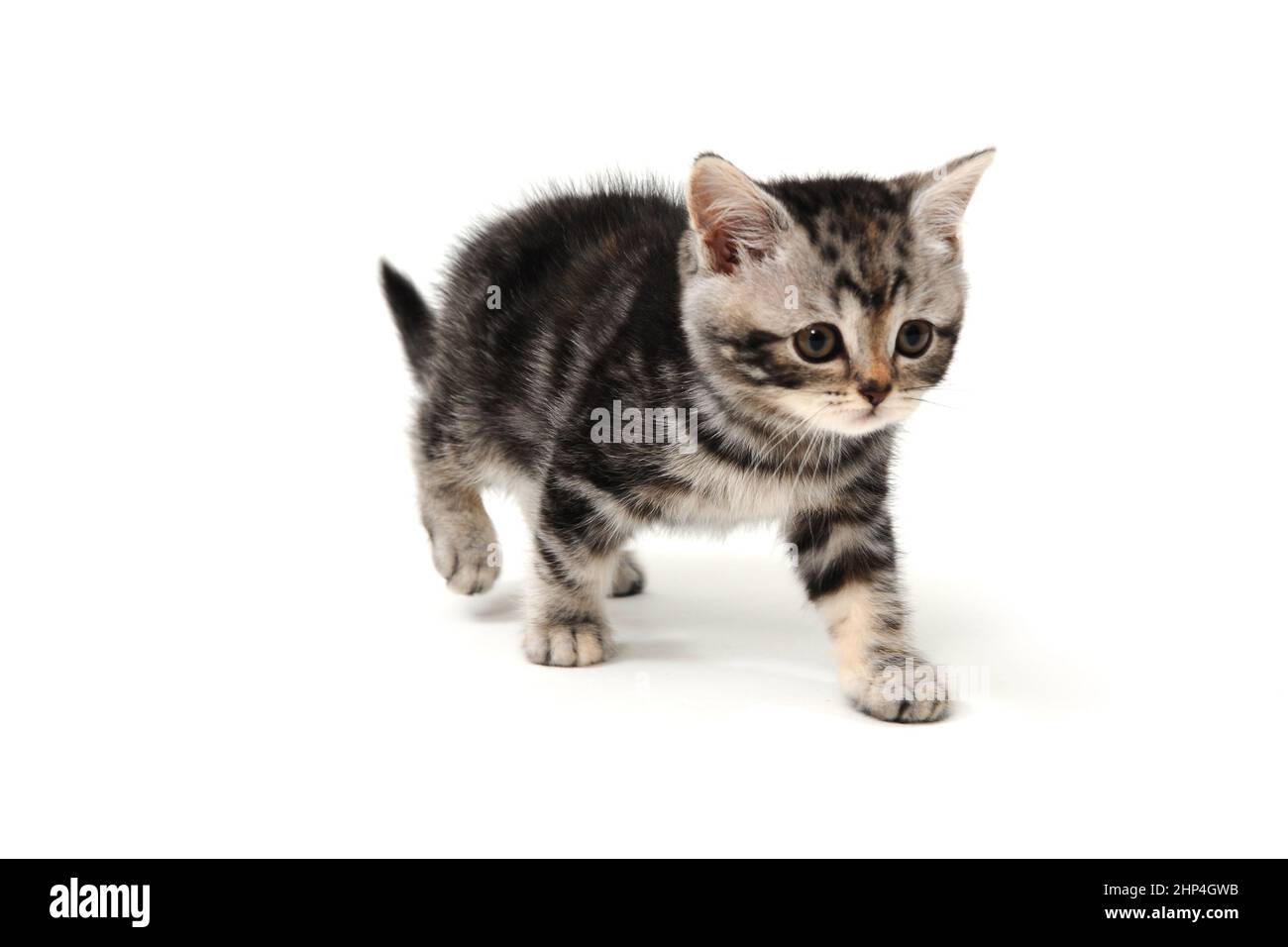 chaton en marbre britannique sur fond blanc. Photo de haute qualité Banque D'Images