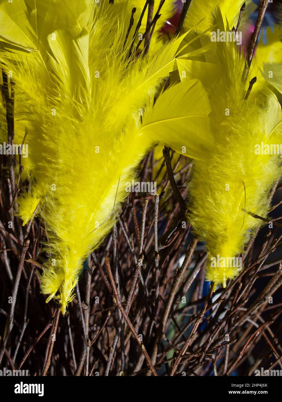 Brindilles de bouleau à plumes jaunes pour la décoration pendant le Carême et Pâques. Banque D'Images
