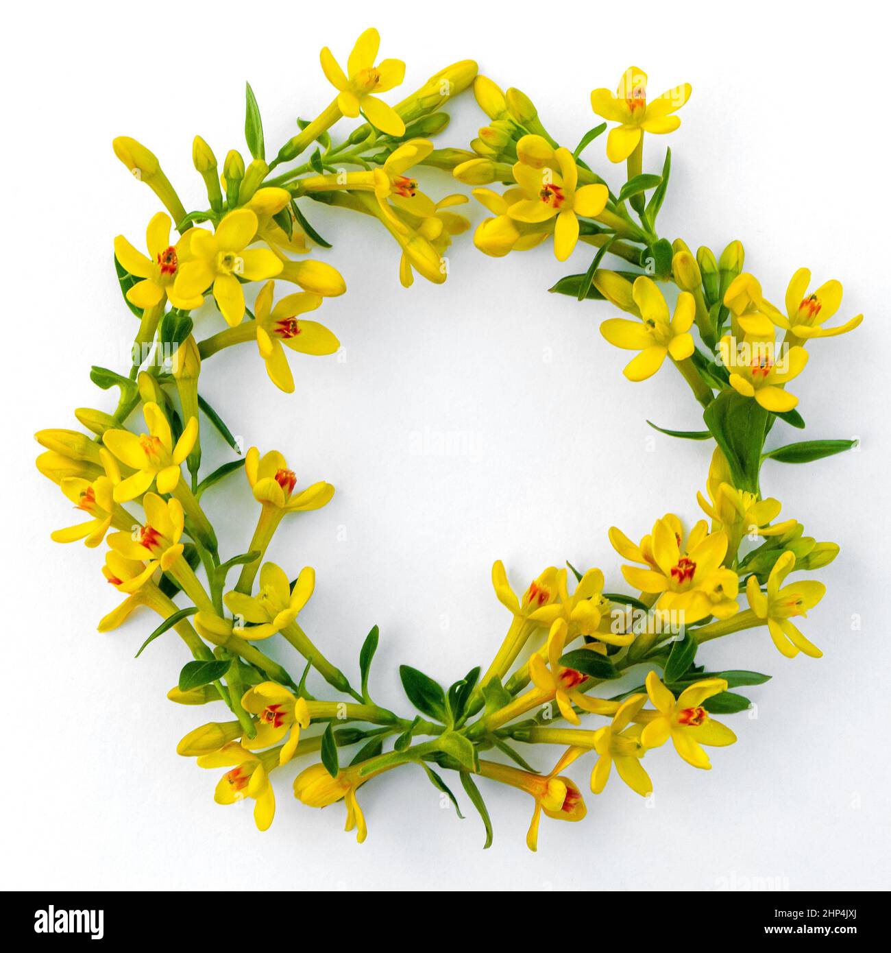 cadre composé de nombreuses petites brindilles avec des fleurs de printemps jaunes sur un fond blanc Banque D'Images