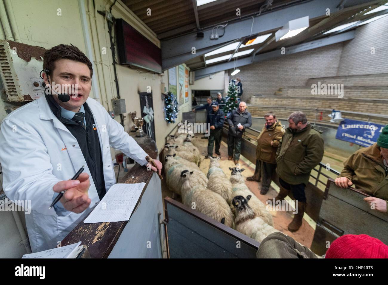 Vendre des agneaux gras pour la viande à un marqueur de vente aux enchères de bétail, Lancashire, Royaume-Uni. Banque D'Images
