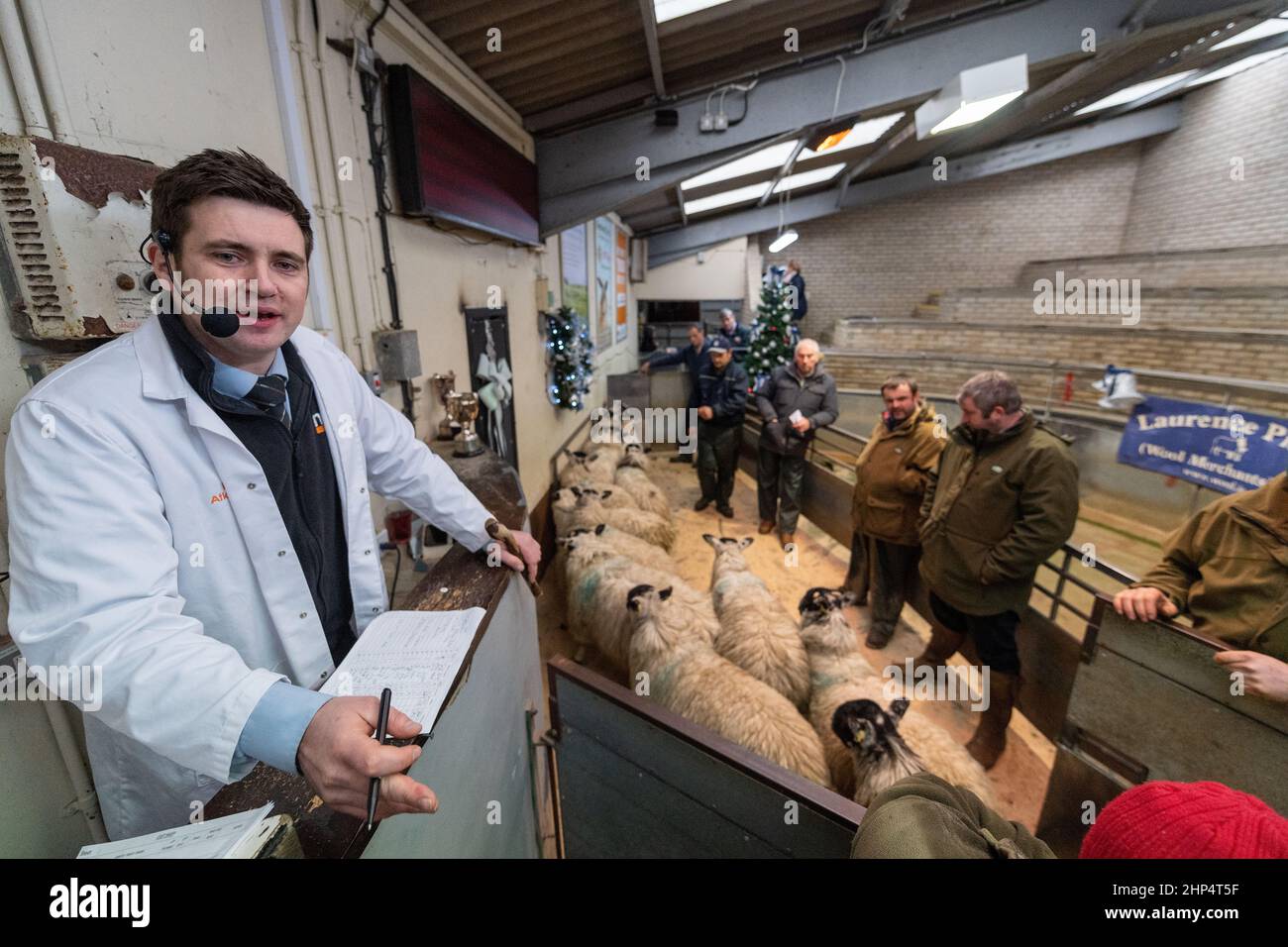 Vendre des agneaux gras pour la viande à un marqueur de vente aux enchères de bétail, Lancashire, Royaume-Uni. Banque D'Images