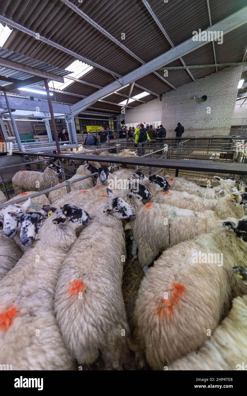 Vendre des agneaux gras pour la viande à un marqueur de vente aux enchères de bétail, Lancashire, Royaume-Uni. Banque D'Images