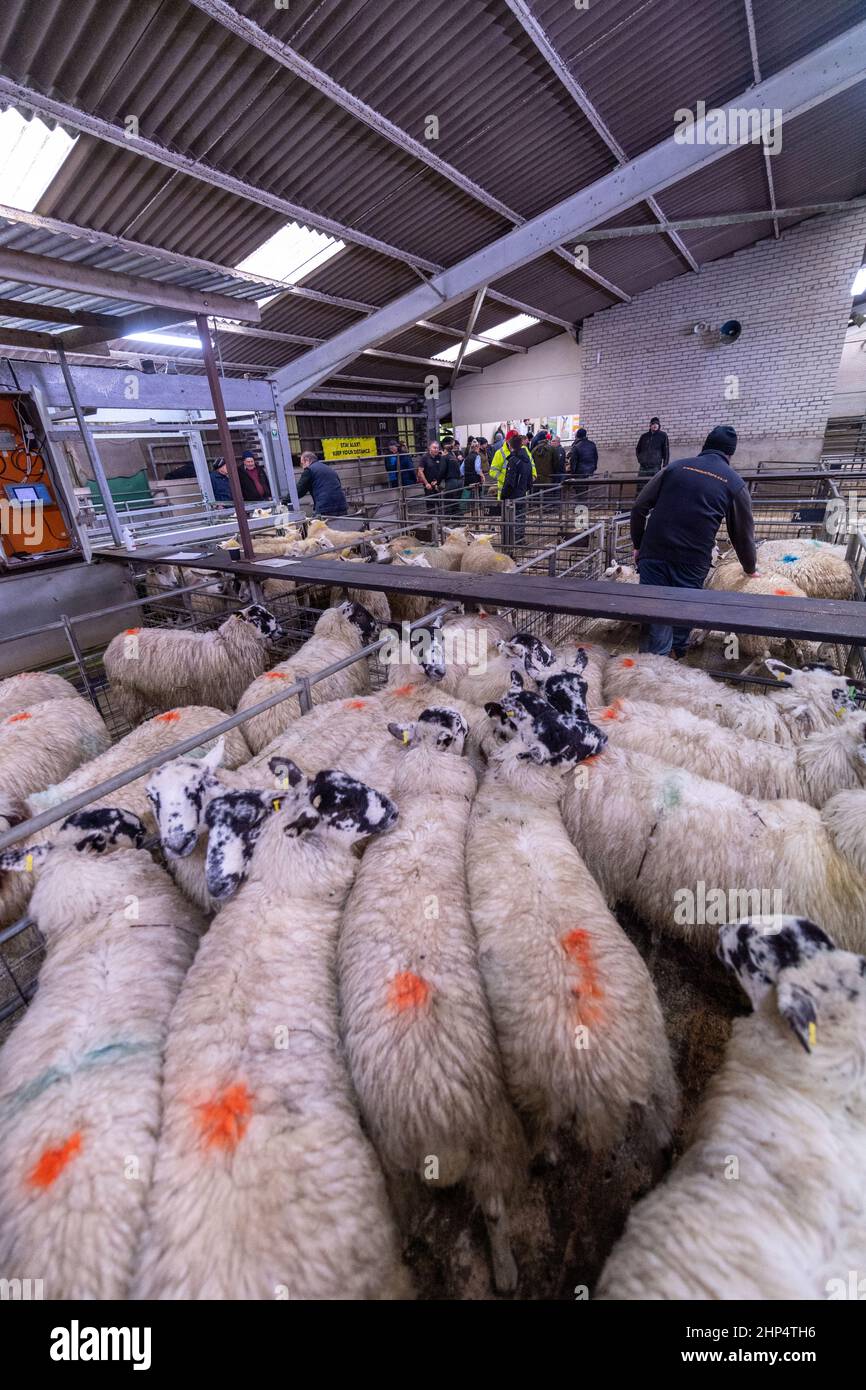 Vendre des agneaux gras pour la viande à un marqueur de vente aux enchères de bétail, Lancashire, Royaume-Uni. Banque D'Images