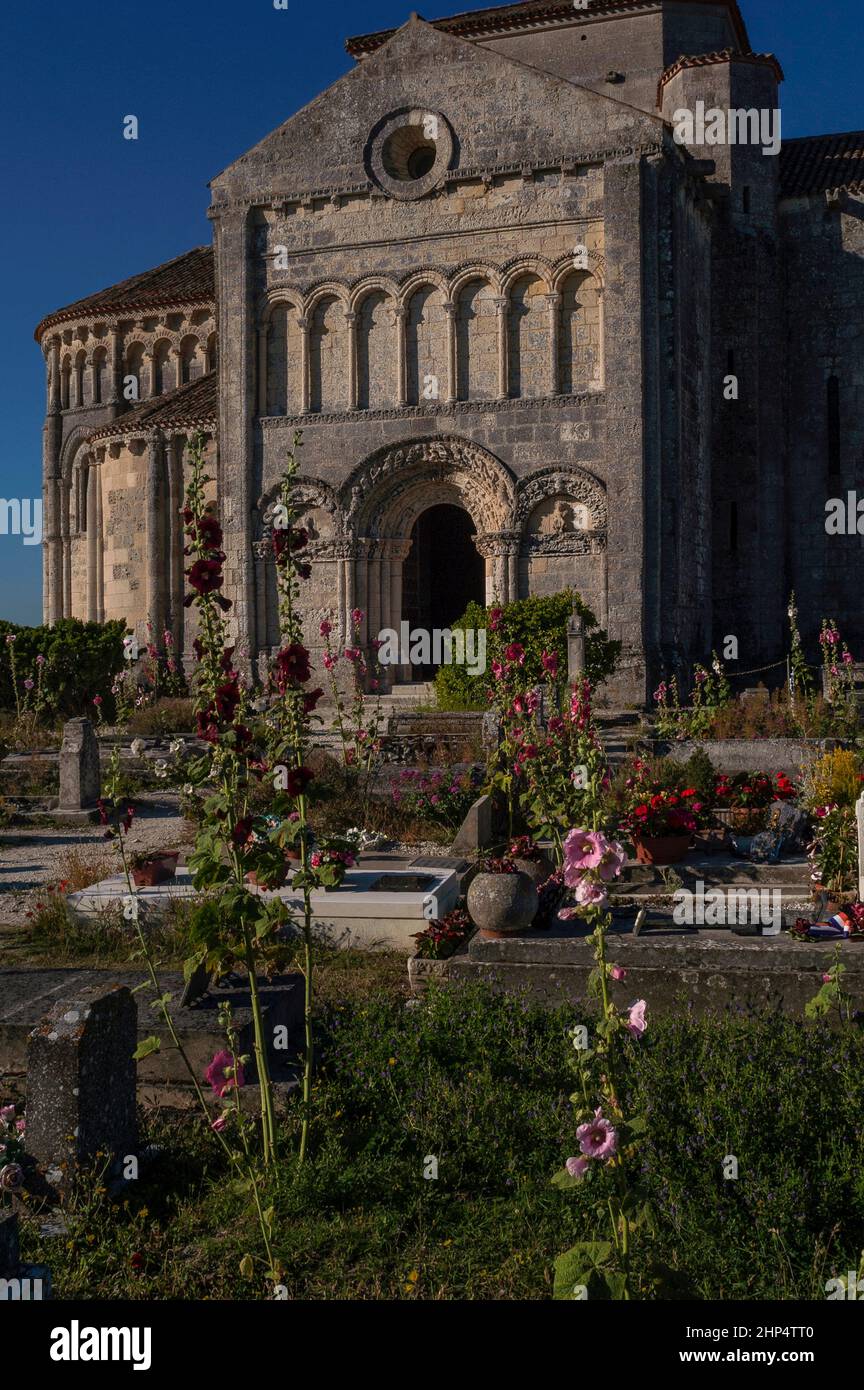 Hollyhocks sauvages au milieu des tombes et du côté nord de l'église Sainte-Radegonde, église de pèlerinage médiévale à Talmont-sur-Gironde, Nouvelle-Aquitaine, France. L'église a été fondée en 1000s par des moines bénédictins pour les pèlerins se rendant à Saint-Jacques-de-Compostelle en Espagne. Banque D'Images