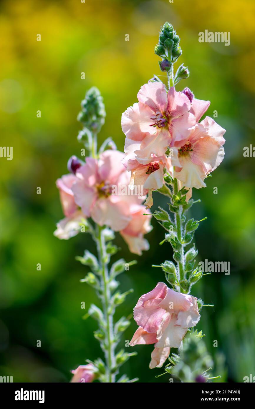 Matthiola incana fleurir dans un jardin anglais Banque D'Images
