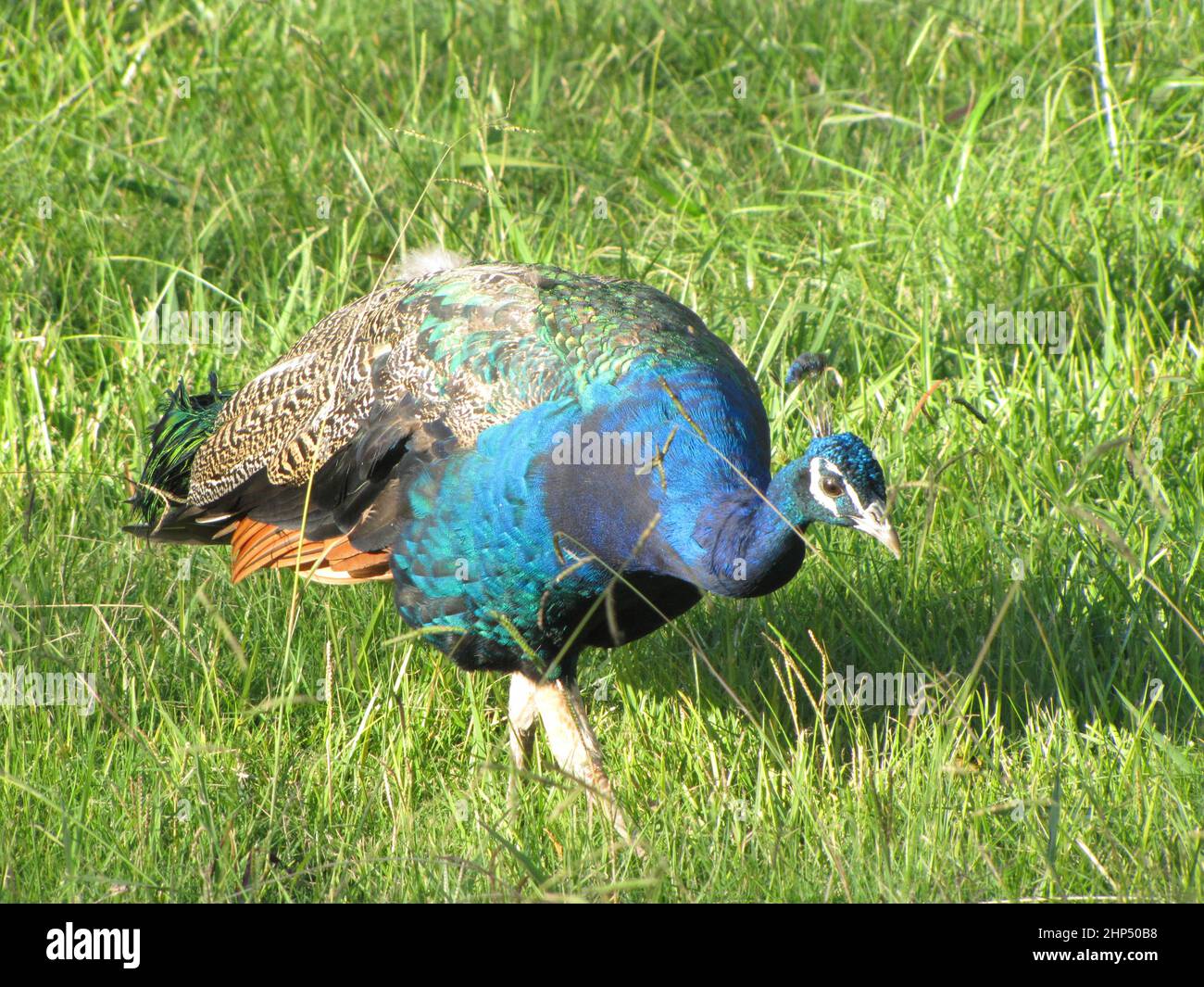Peacock marche et mange à travers le champ naturel - Parque Lecocq en Uruguay. Banque D'Images