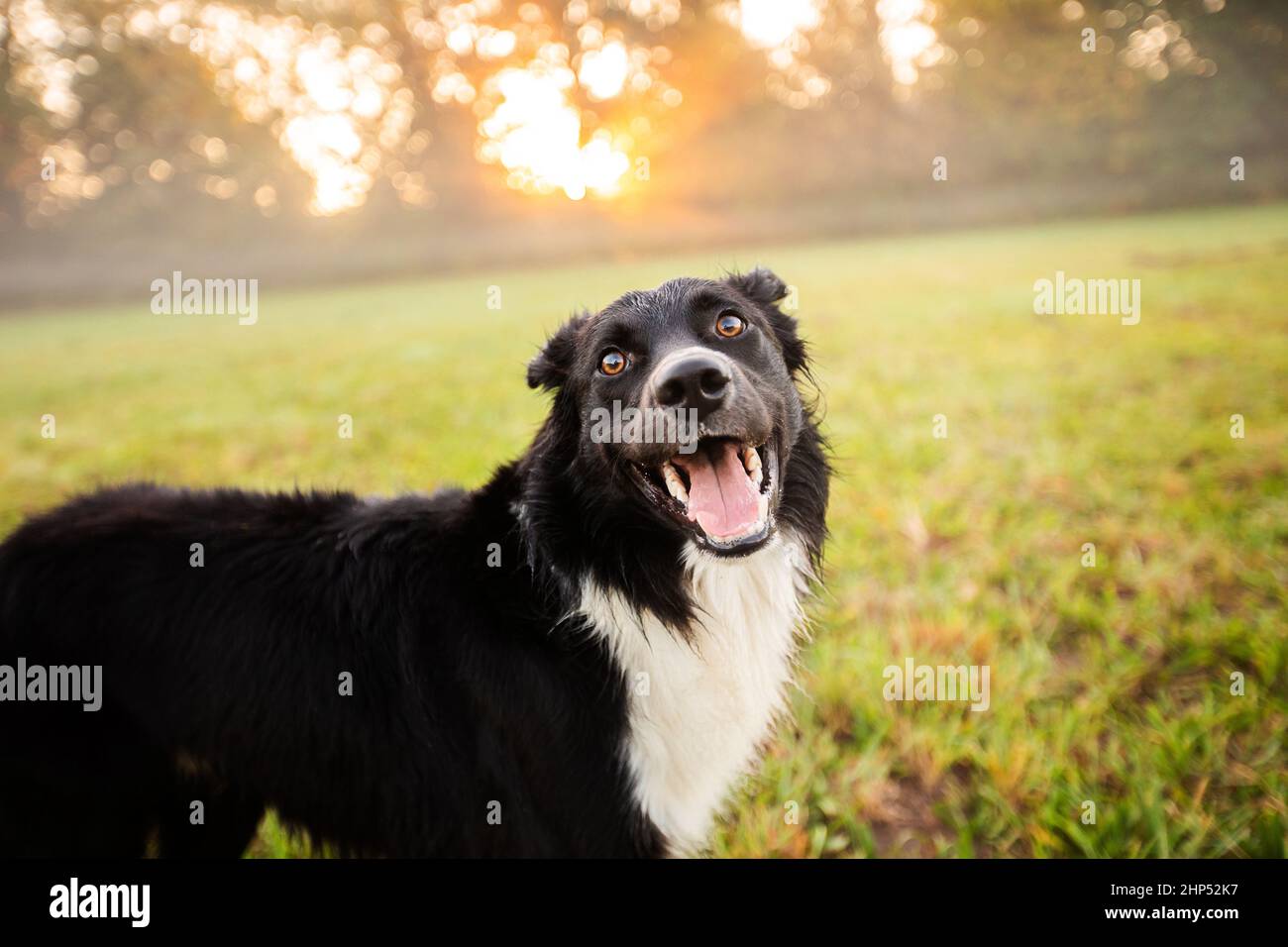 Happy Border Collie chien sans laisse dehors dans la nature dans beau lever de soleil. Happy Dog à côté dans le parc de la ville. Banque D'Images