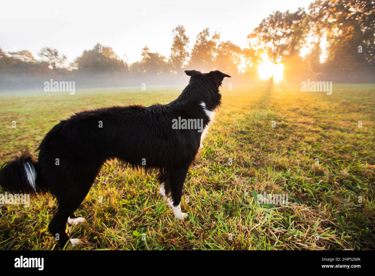 Border Collie chien sans laisse dehors dans la nature sur une journée ensoleillée. Jeu de chiens et course dans le parc de la ville. Banque D'Images