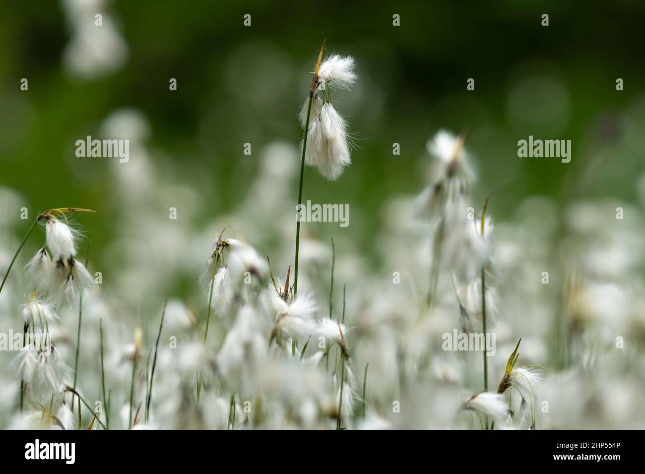 La floraison du coton (Eriophorum sp.) par une journée nuageuse en été dans les Alpes autrichiennes Banque D'Images
