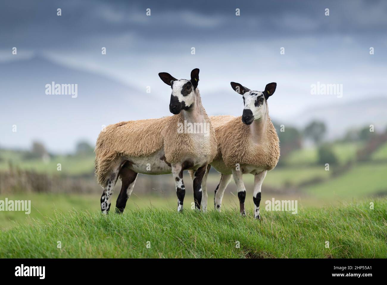 Paire de type de croisement de Blue fact Leicester gimmer hoggs, Cumbria, Royaume-Uni. Banque D'Images Paire de type de croisement de Blue fact Leicester gimmer hoggs, Cumbria, Royaume-Uni. Banque D'Images