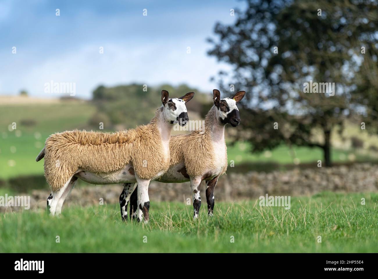 Paire de type de croisement de Blue fact Leicester gimmer hoggs, Cumbria, Royaume-Uni. Banque D'Images Paire de type de croisement de Blue fact Leicester gimmer hoggs, Cumbria, Royaume-Uni. Banque D'Images