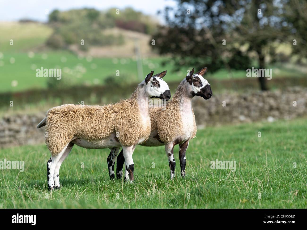 Paire de type de croisement de Blue fact Leicester gimmer hoggs, Cumbria, Royaume-Uni. Banque D'Images Paire de type de croisement de Blue fact Leicester gimmer hoggs, Cumbria, Royaume-Uni. Banque D'Images