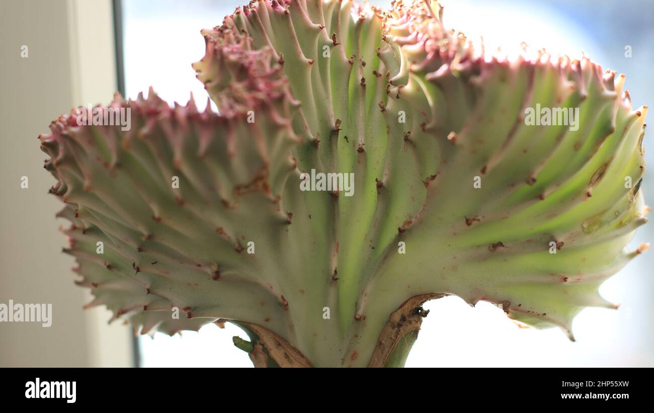 Cactus corail / Euphorbia lactea f cristata Banque D'Images