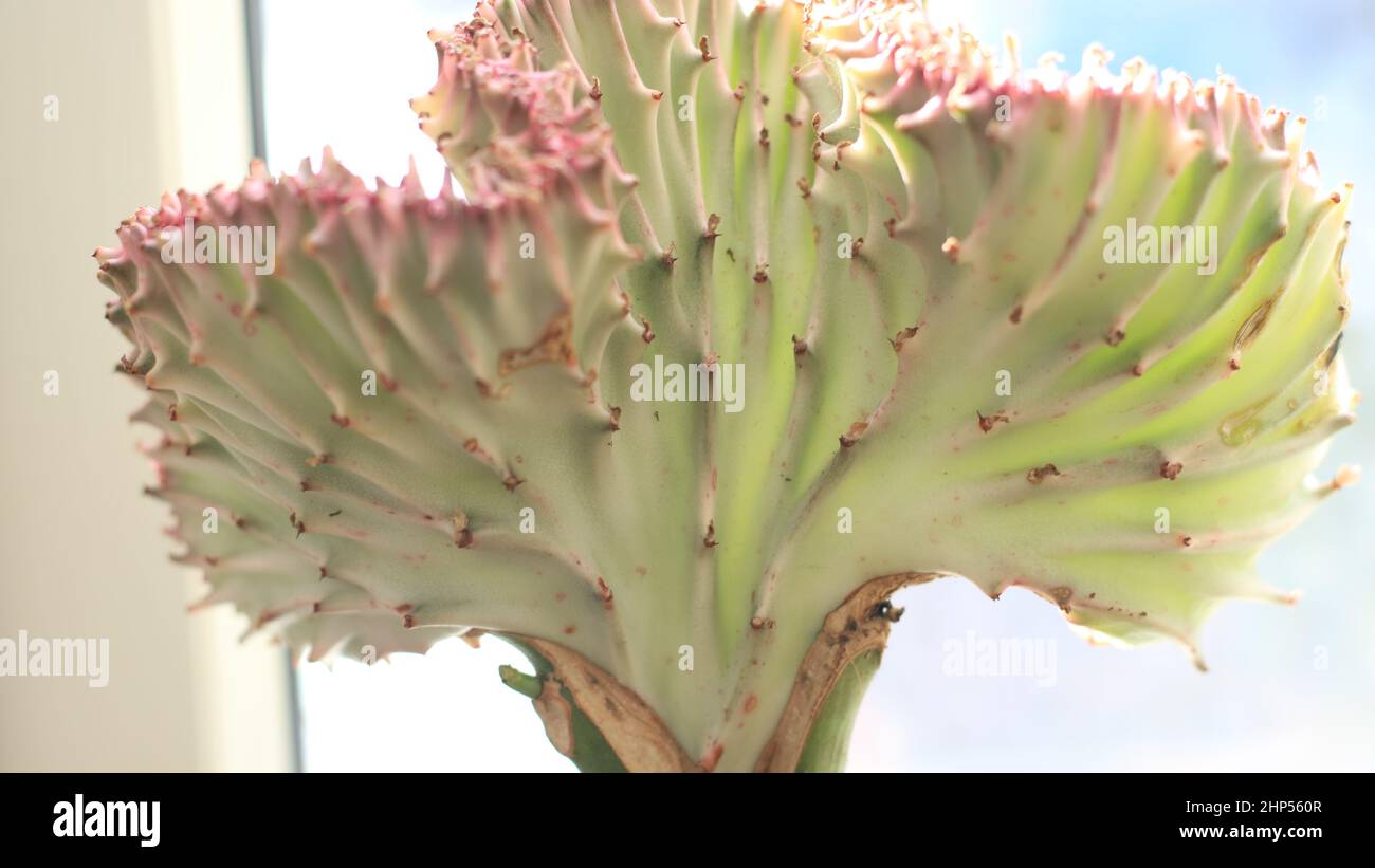 Cactus corail / Euphorbia lactea f cristata Banque D'Images