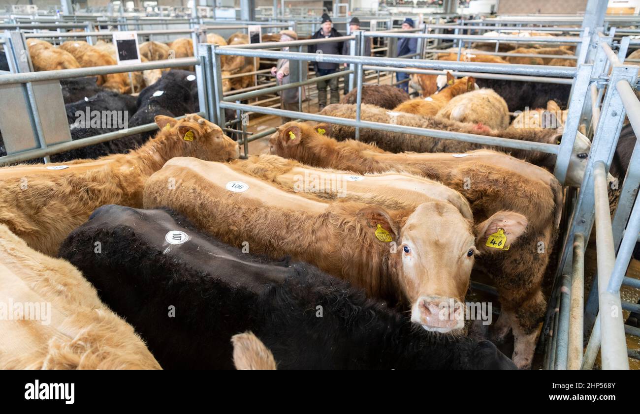 Bovins de boucherie vendus dans un magasin de vente aux enchères de bétail à Cumbria, Royaume-Uni. Banque D'Images