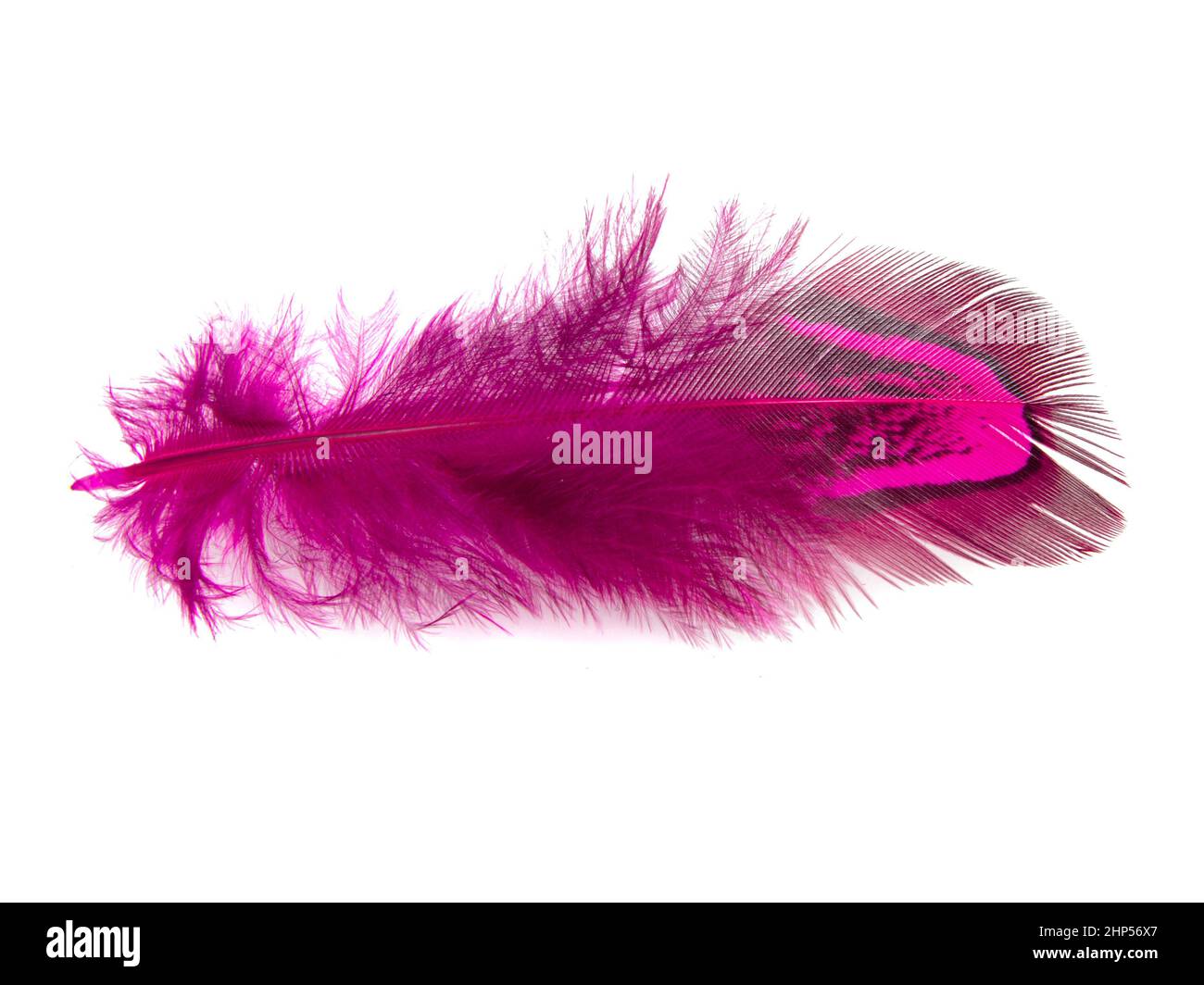 Plume faisante brillante élégante isolée sur fond blanc Banque D'Images