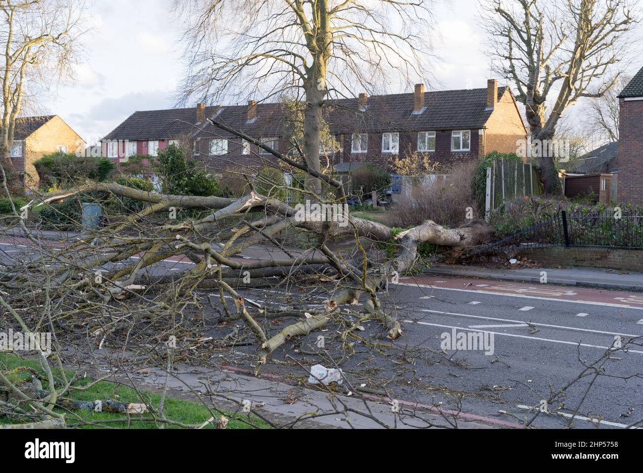 Londres, Royaume-Uni. 18th février 2022. Météo Royaume-Uni. Storm Eunice a déraciné un grand arbre et a explosé sur la route principale A20 dans le sud-est de Londres Greenwich. La route est bloquée dans l'après-midi et la circulation a commencé à se déplacer très lentement. Credit: Xiu Bao/Alamy Live News Banque D'Images