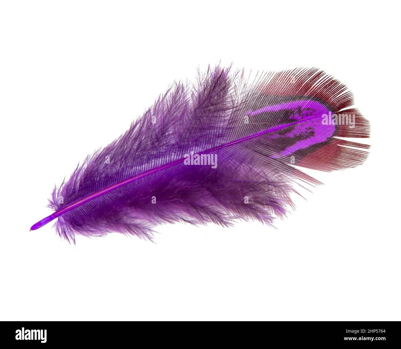 Plume faisante brillante élégante isolée sur fond blanc Banque D'Images