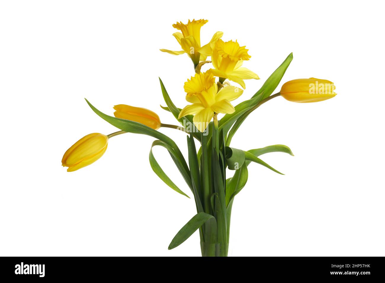 Fleurs de jonquille jaune de printemps et de tulipe isolées sur fond blanc. Banque D'Images