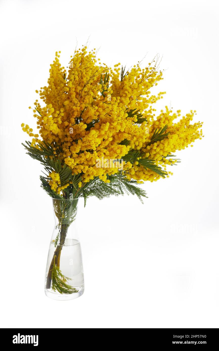 Fleurs Mimosa bouquet isolé sur fond blanc. Banque D'Images