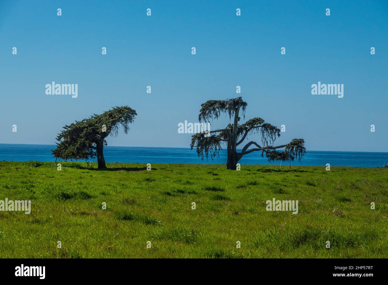 Plusieurs arbres de Californie côtière sur une propriété peu développée avec l'océan Pacifique en arrière-plan fournit une scène pittoresque. Banque D'Images