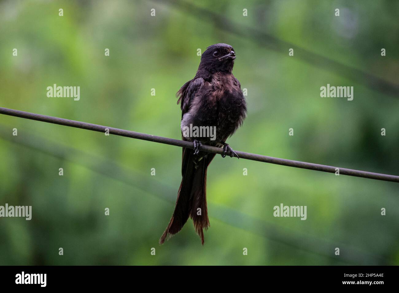 Un oiseau drongo noir sans bec s'assoit sur une corde et cherche sa chasse Banque D'Images