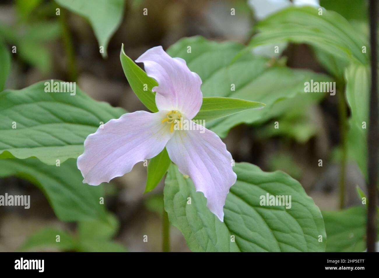 Gros plan de fleurs trillium rose clair et de feuilles vertes au printemps Banque D'Images